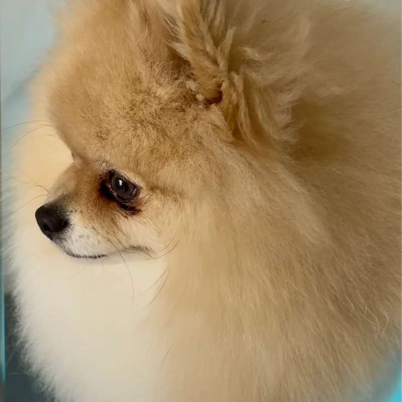 Klantje van Little Woof Spa