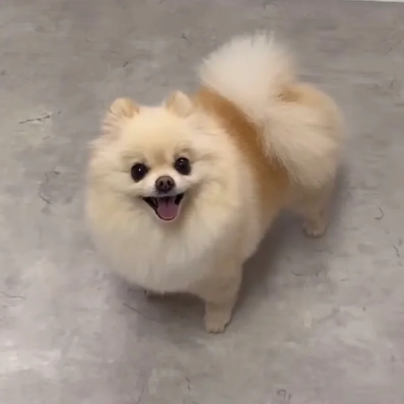 Pomeranian na de trimbeurt