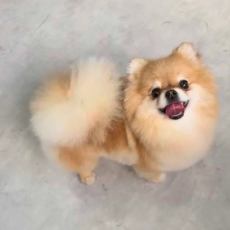 Klantje van Little Woof Spa