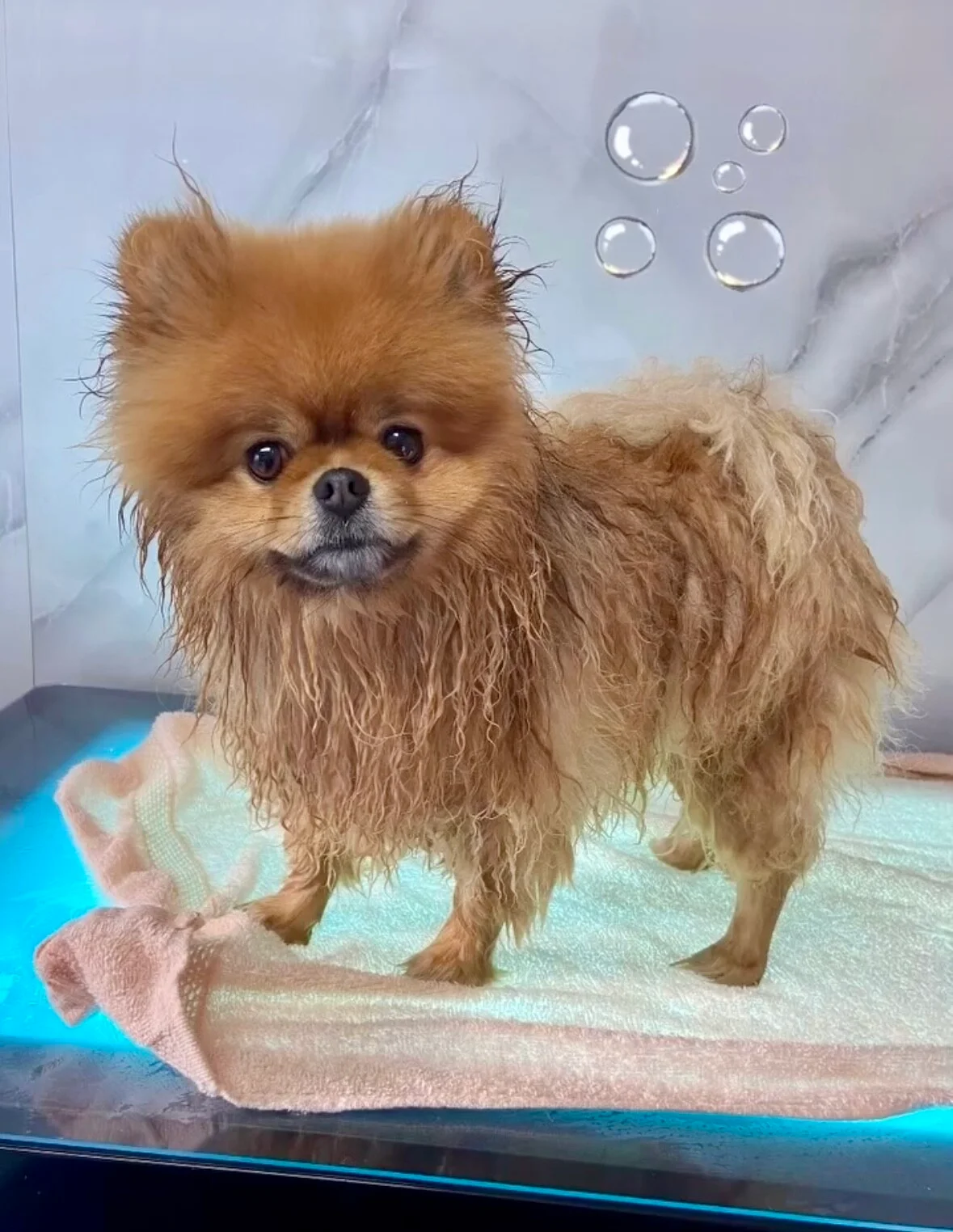 Pomeranian op roze achtergrond