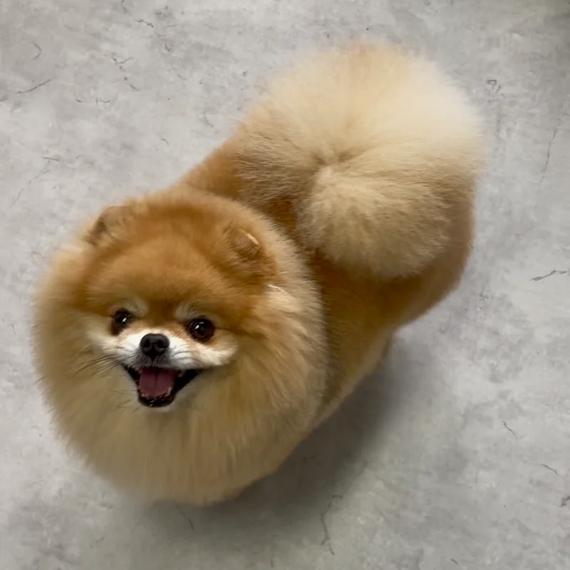 Pomeranian in model getrimd