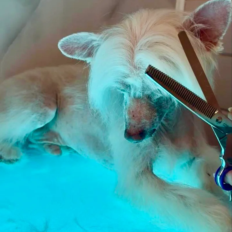 Hondje geniet van het spa-bad