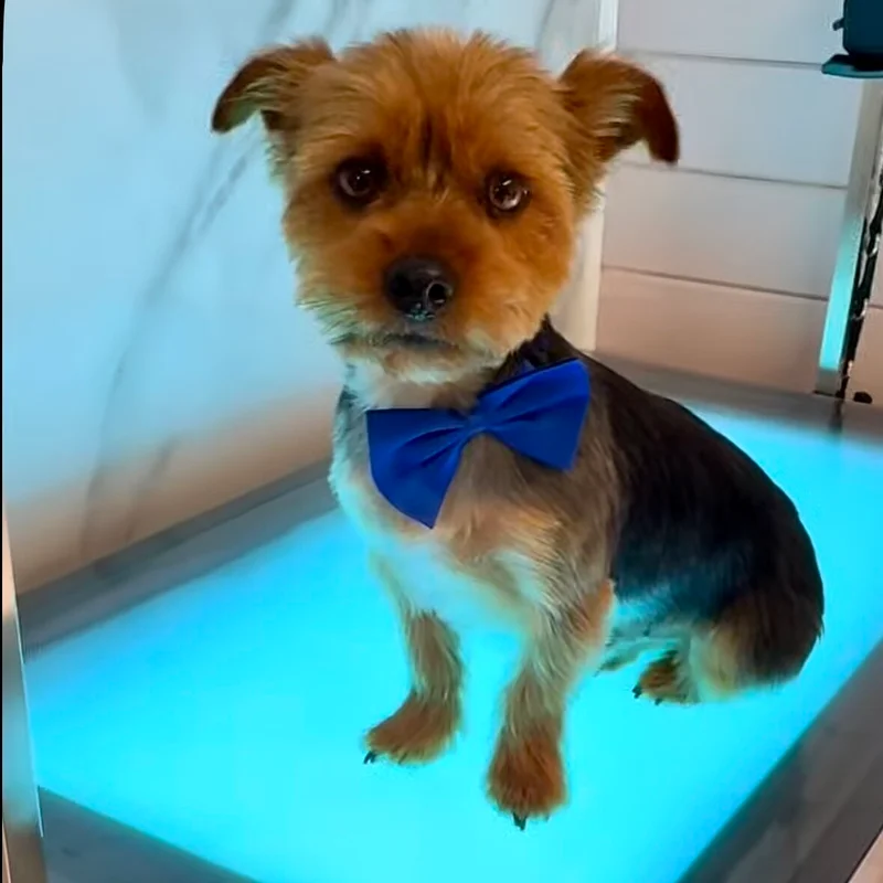 Hondje met strik na behandeling