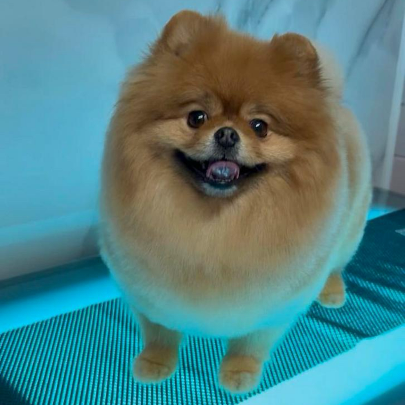 Pomeranian op de trimtafel
