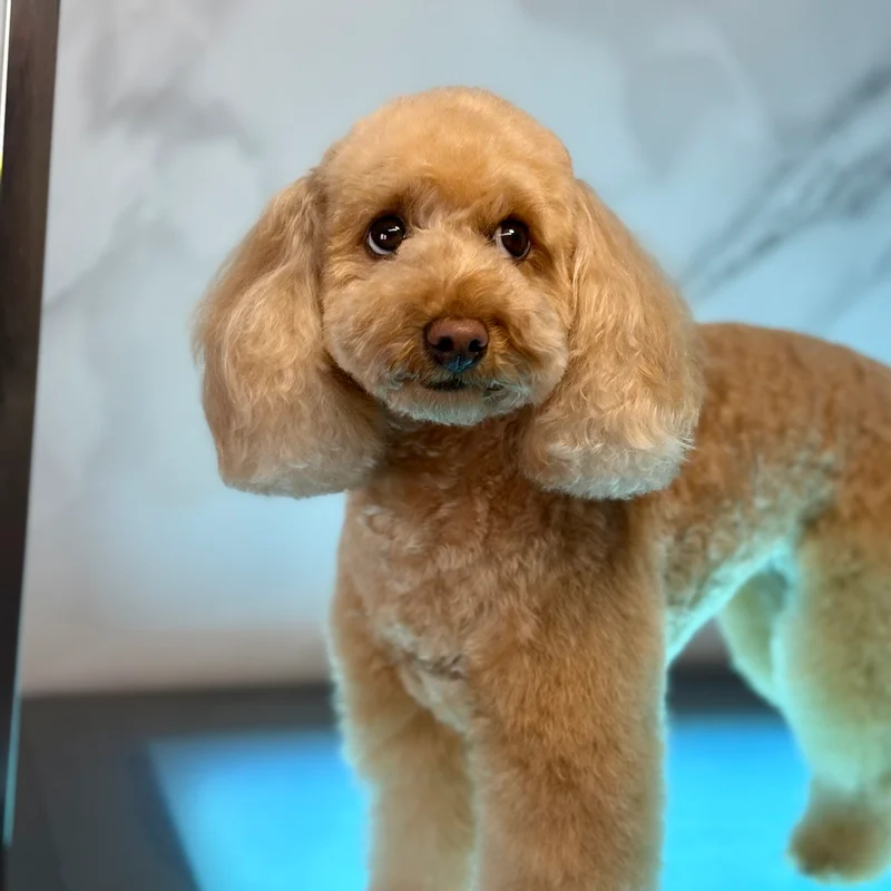 Klantje van Little Woof Spa