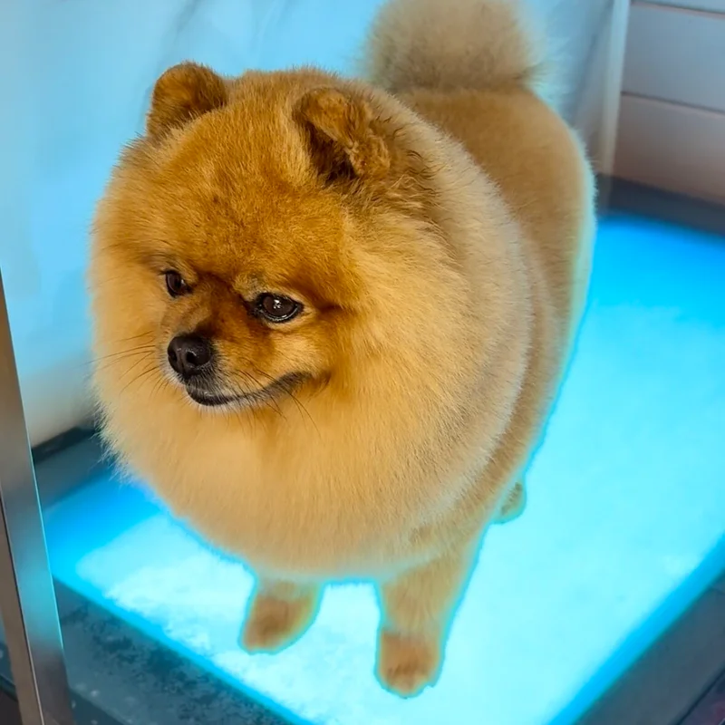 Klantje van Little Woof Spa