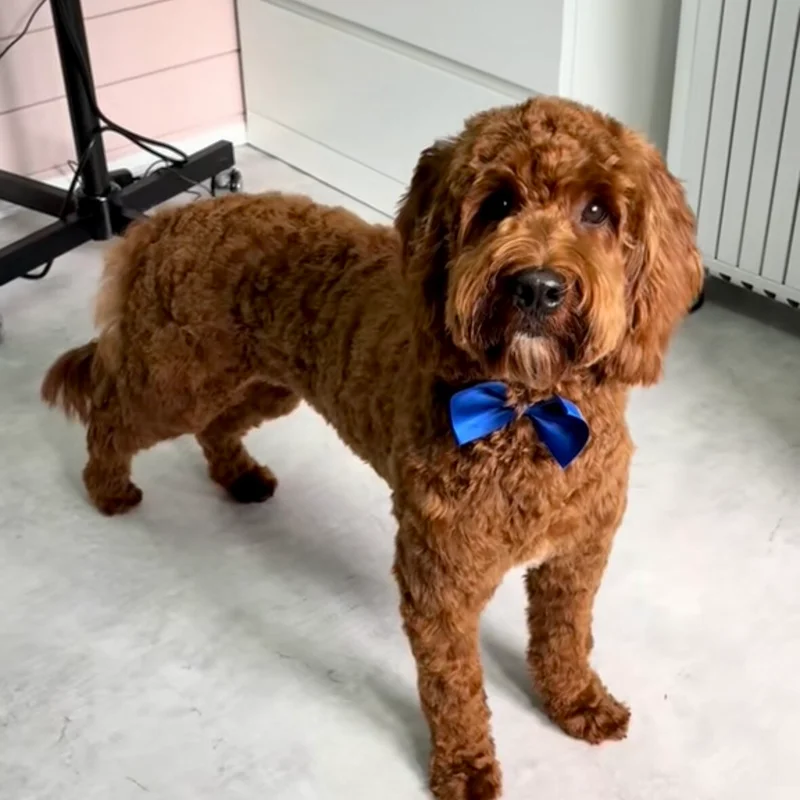Klantje van Little Woof Spa