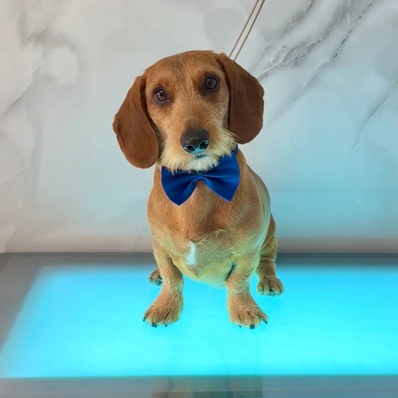 Klantje van Little Woof Spa