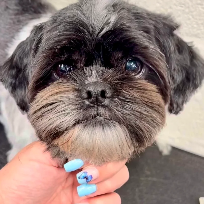 Klantje van Little Woof Spa