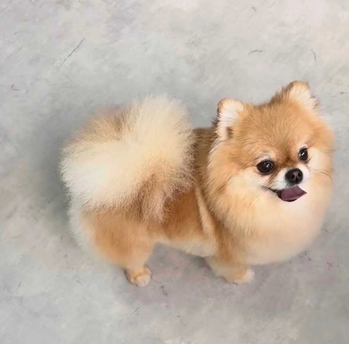 Klantje van Little Woof Spa