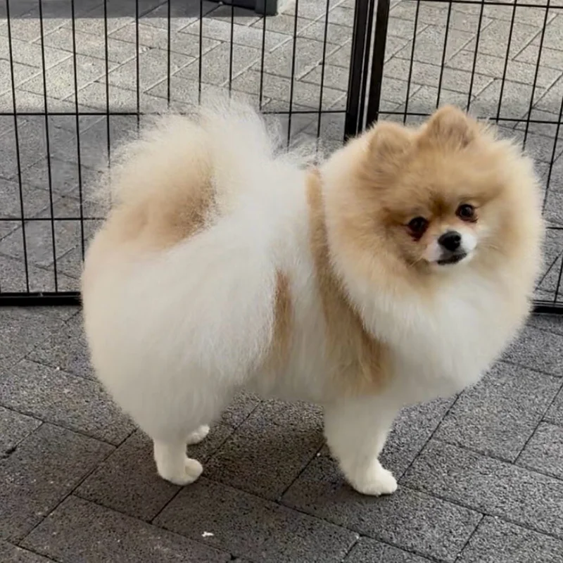 Klantje van Little Woof Spa