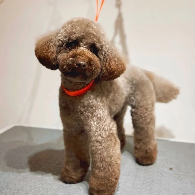 Klantje van Little Woof Spa