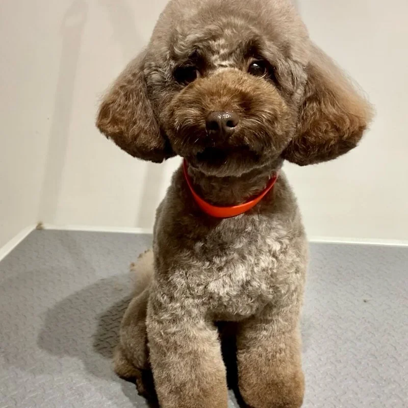 Klantje van Little Woof Spa