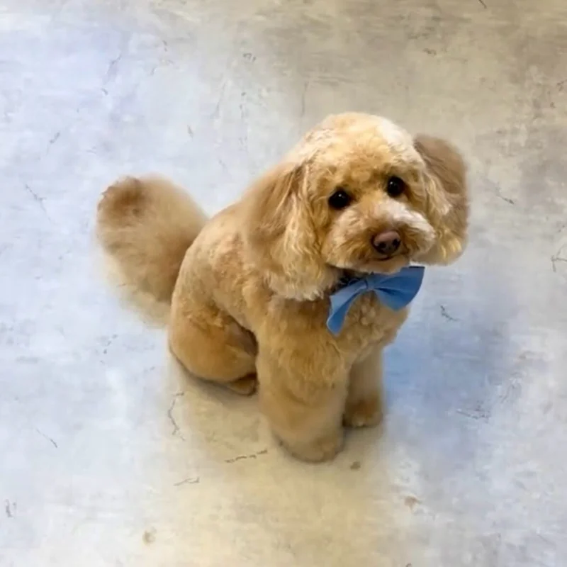 Poedel met teddybeer cut